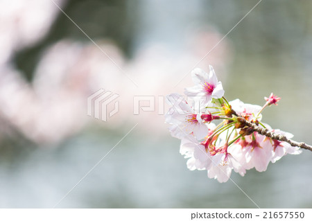 Cherry tree, close-up 21657550