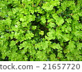 Green Nebula 21657720