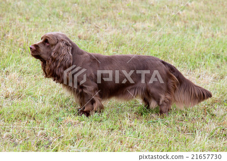 Typical Sussex Spaniel on a green grass lawn Typical Sussex Spaniel on a green grass lawn 21657730