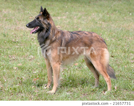 TypicalBelgian Shepherd Dog on a green grass lawn 21657731