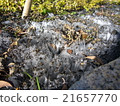 Power of winter 21657770