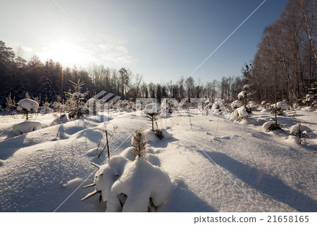 pine trees,  snow   21658165