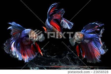 movement of life saimese fighting fish 21658328