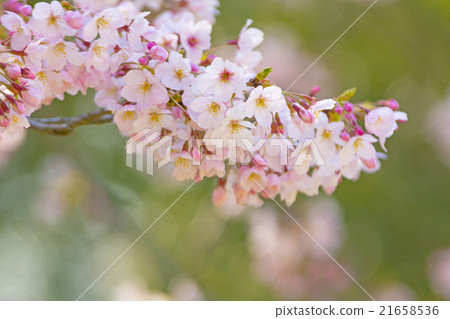 Cherry Blossoms   21658536