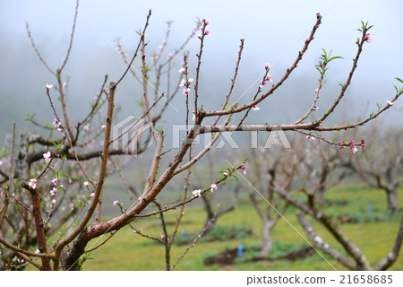 Winter fresh blossom 21658685