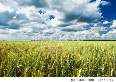 spring landscape, green field and blue cloudy sky spring landscape, green field and blue cloudy sky 21658855
