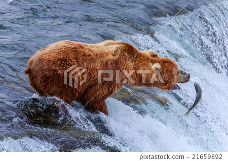 Grizzly Bears of alaska 21659892