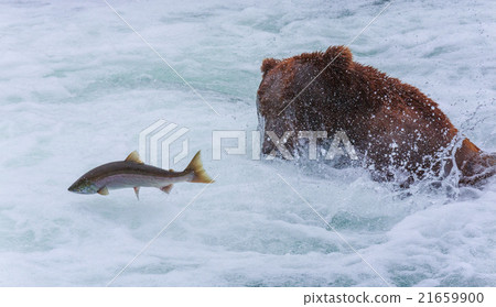 Grizzly Bears of alaska 21659900