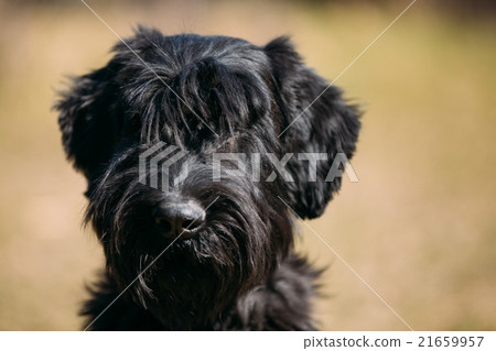 Close up of black Giant Schnauzer or Close up of black Giant Schnauzer or 21659957