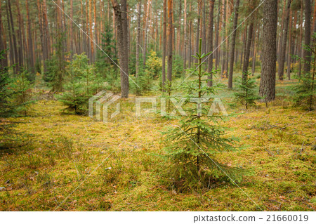 Wild autumn coniferous forest reserve. Nature of 21660019