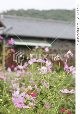 Shodoshima Shodoshima 21661379