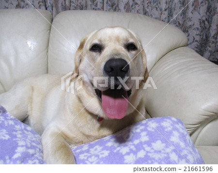 拉布拉多 拉布拉多 21661596