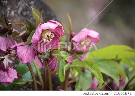 聖誕節玫瑰 21661672