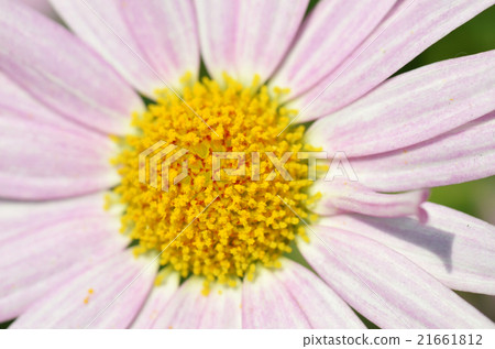 Lovely purple flower closeup 21661812
