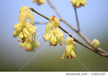 Hyuga mizuki 21662287