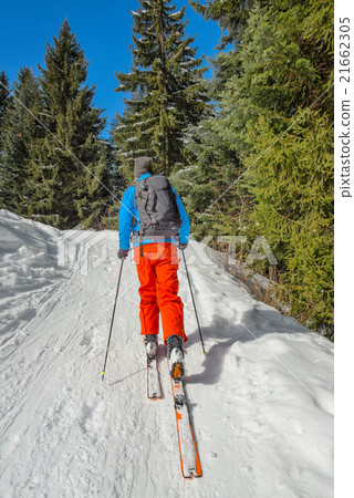 A man gets on skis and sealskins A man gets on skis and sealskins 21662305