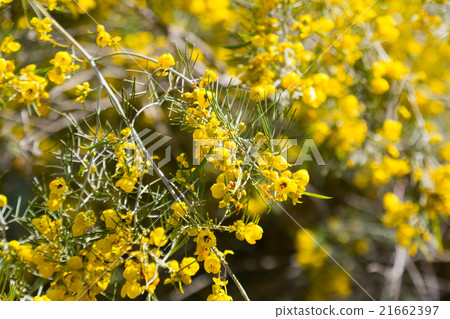 blooming Silver Cassia 21662397