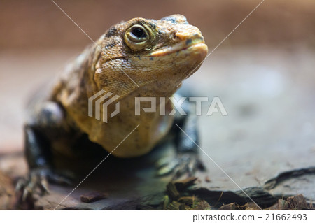 black spiny-tailed iguana 21662493