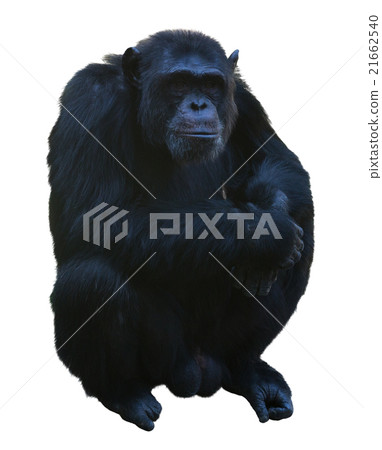 Chimpanzee sitting 21662540