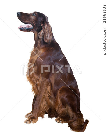 Irish Setter 21662638