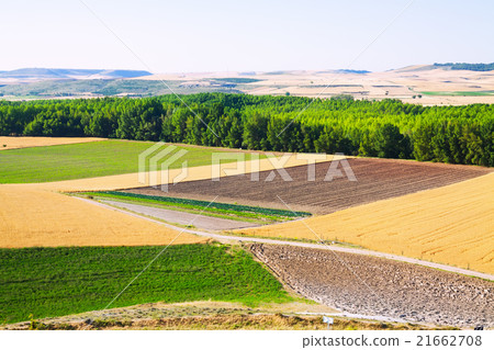 European summer landscape with fields 21662708