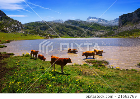 mountains lake and cows mountains lake and cows 21662769