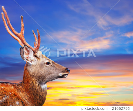 Head of Sika deer against sunset sky 21662795