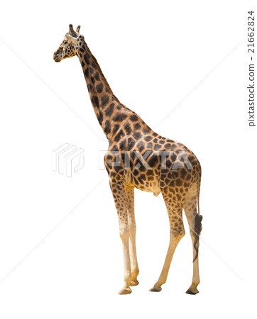 adult giraffe 21662824