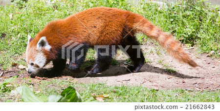 Red panda 21662843