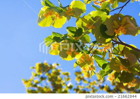 blossoming linden branch 21662844
