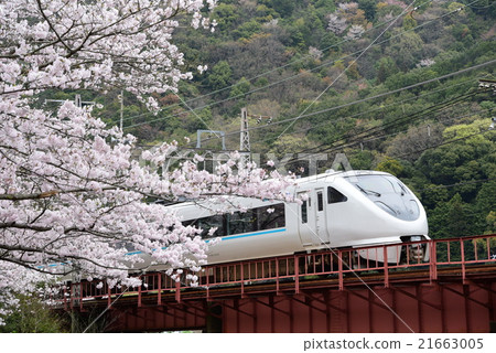 山中嶺櫻花,289系列“黑潮” 山中嶺櫻花,289系列“黑潮” 21663005