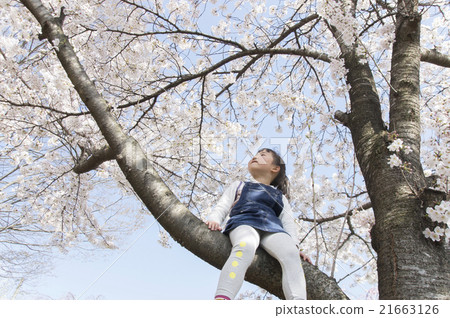 A child climbing a tree and taking a cherry-blossom viewing A child climbing a tree and taking a cherry-blossom viewing 21663126
