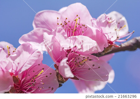 Cherry blossom in full bloom 21663296