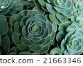石蓮花 21663346