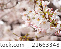 櫻花01 21663348