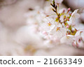 櫻花02 21663349