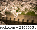 櫻花03 21663351