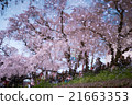 櫻花出現在水面03上 21663353