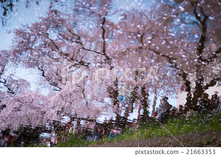 櫻花出現在水面03上 21663353