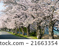 櫻花划船01 21663354