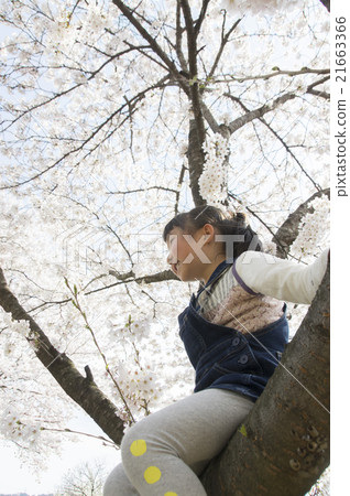 A child climbing a tree and taking a cherry-blossom viewing 21663366