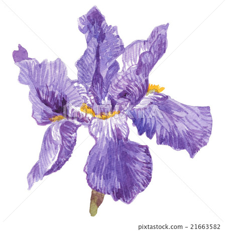illustration, bloom, blossom 21663582