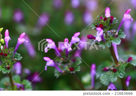 Himeodoricosoum 21663666