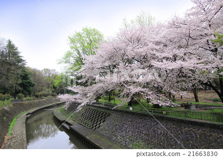 Cherry blossoms at Wada Hori Park 21663830