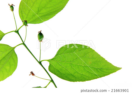 Common hackberry  (Celtis australis) 21663901