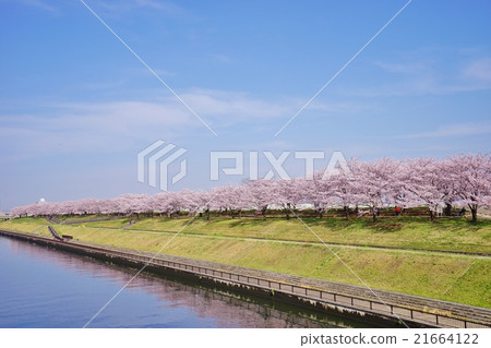 Cherry blossoms along the river Cherry blossoms along the river 21664122