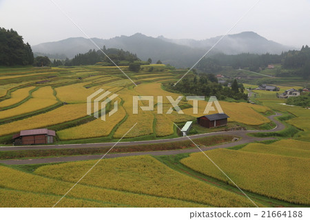 Rice paddy harvest early autumn in the Nakasin North area of Yamaguchi Prefecture 21664188