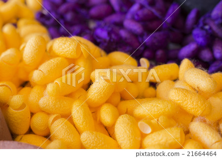 silk worm cocoons 21664464