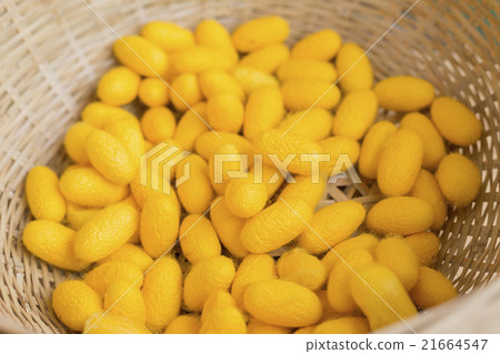 silk worm cocoons 21664547