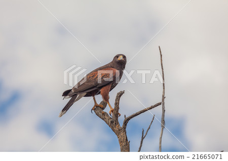 Harris Hawk 21665071